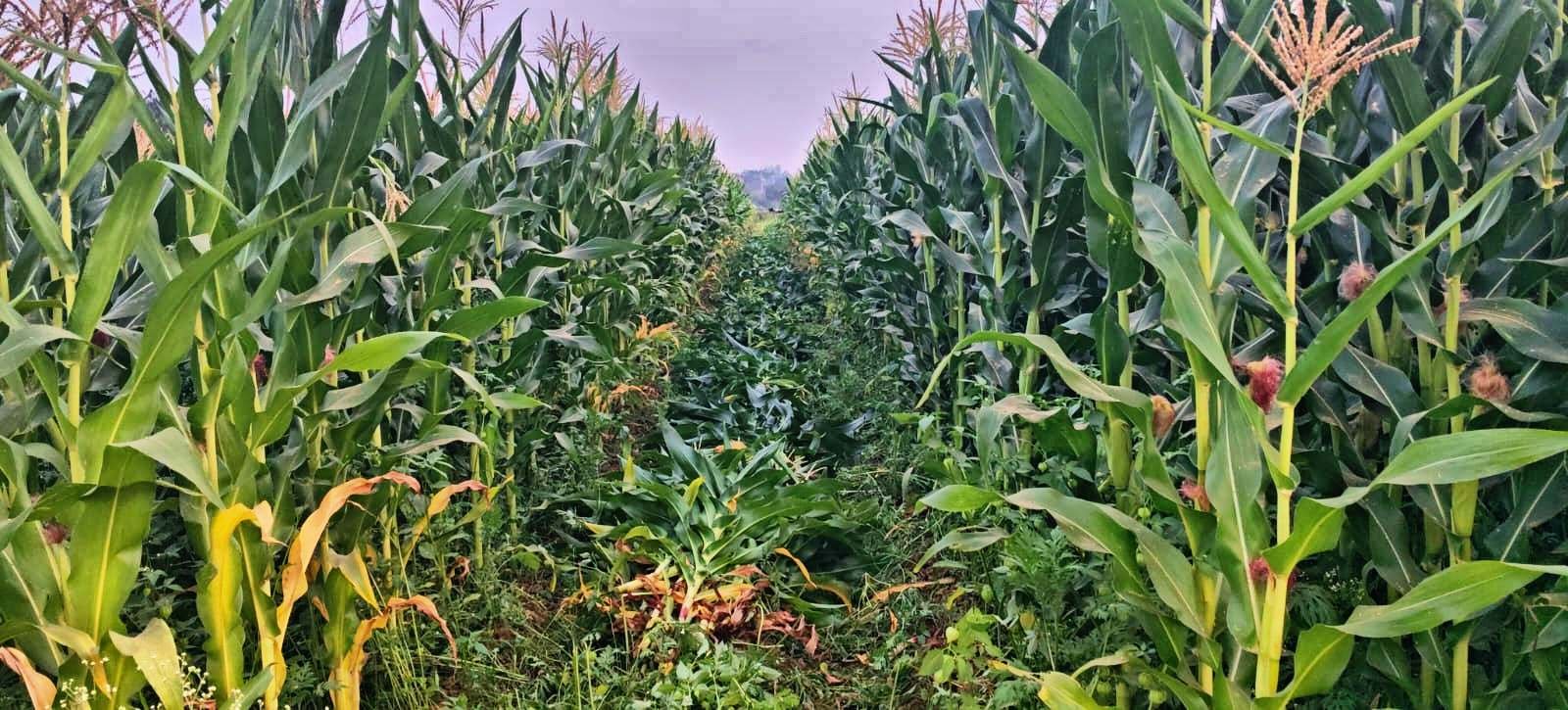 Rows of corn grown as organic fodder for the navodita herd