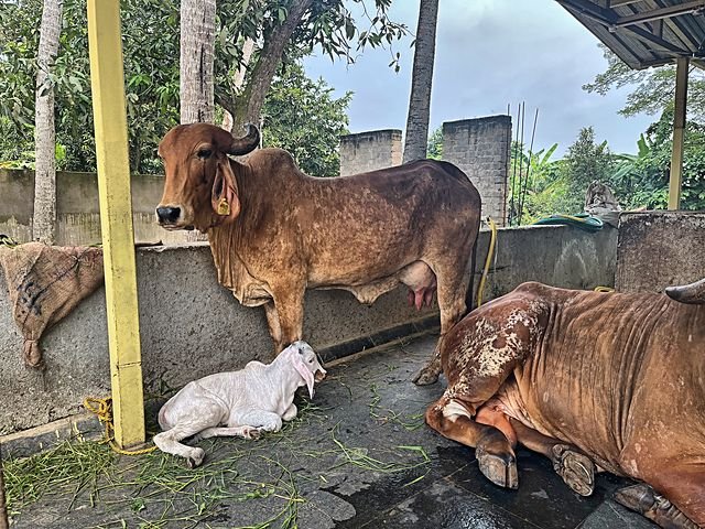 A cow and calf resting in the shed