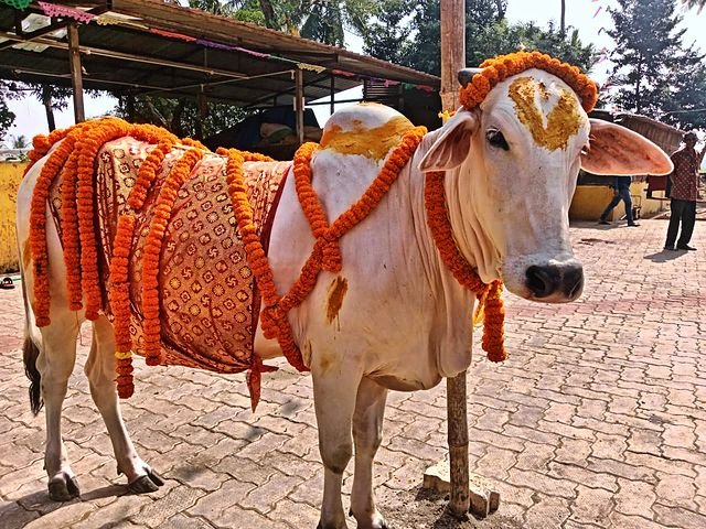 A cow garlanded during a festival at the goshala