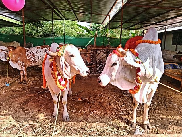 Cows garlanded for a festival