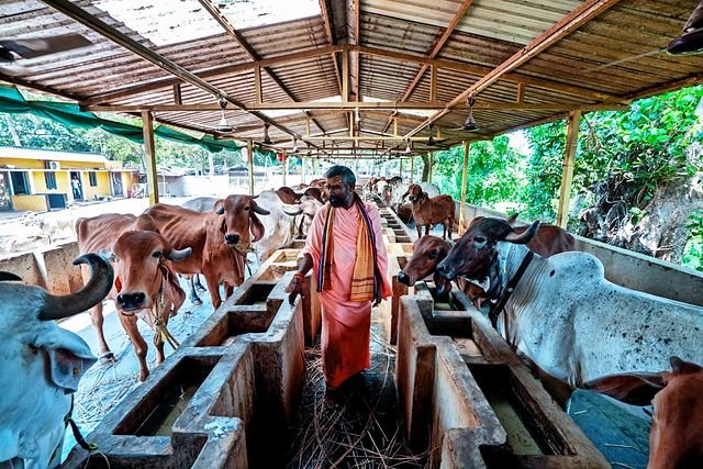 Fresh green fodder being served along the feeding trough