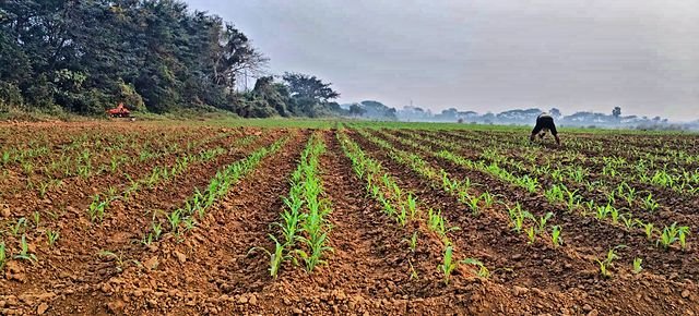 Newly sown fodder rows