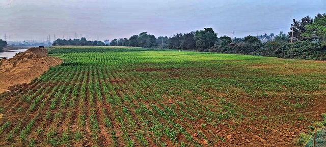 Fodder fields stretching to the treeline