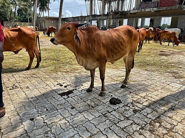A Gir cow in the yard