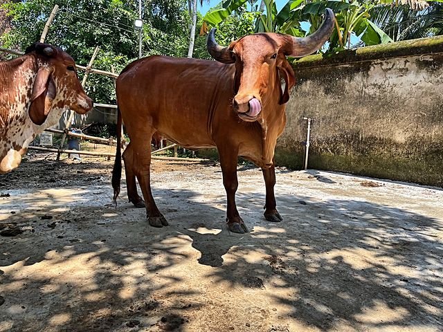 A red Gir cow at the goshala