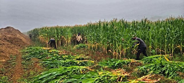 Partner farmers harvesting green corn fodder