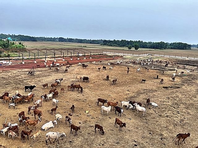 The full herd out on the open ground