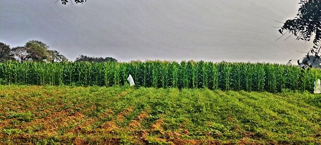 Irrigation running between corn rows