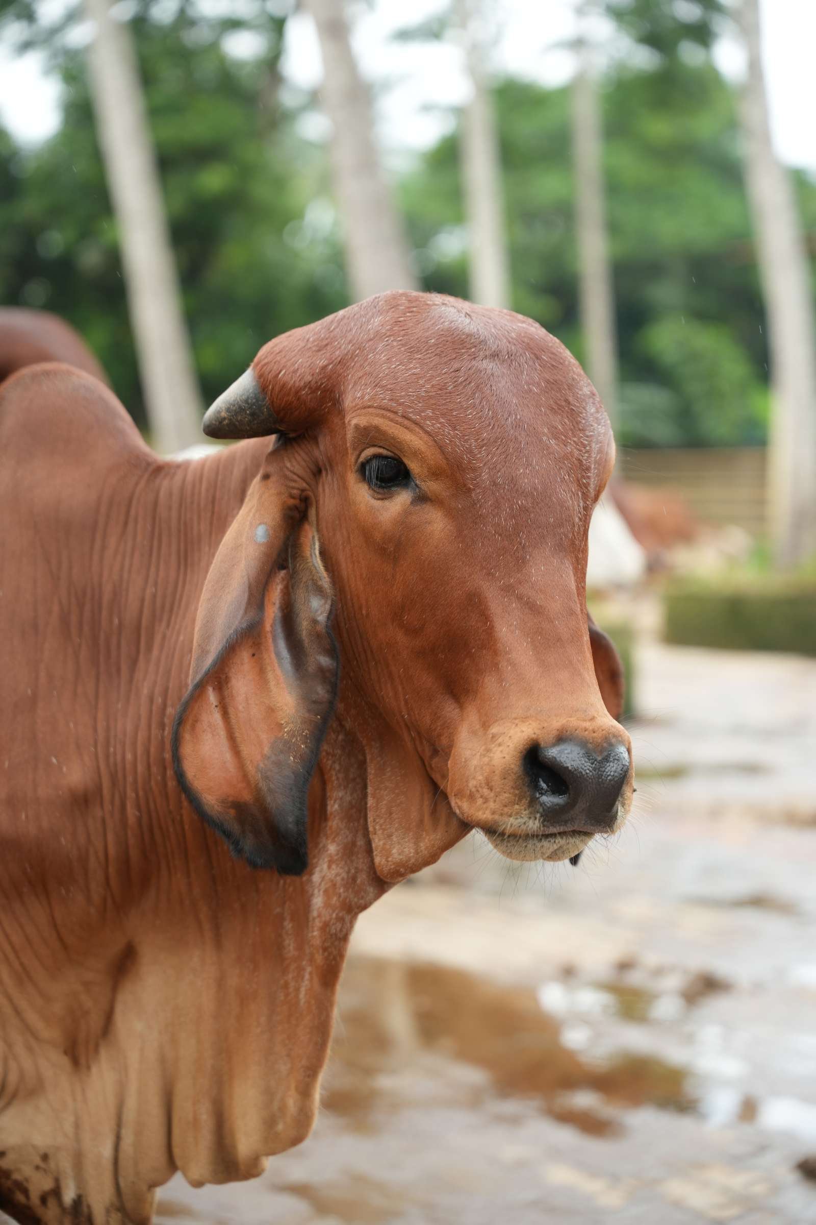 A Gir cow at the navodita goshala