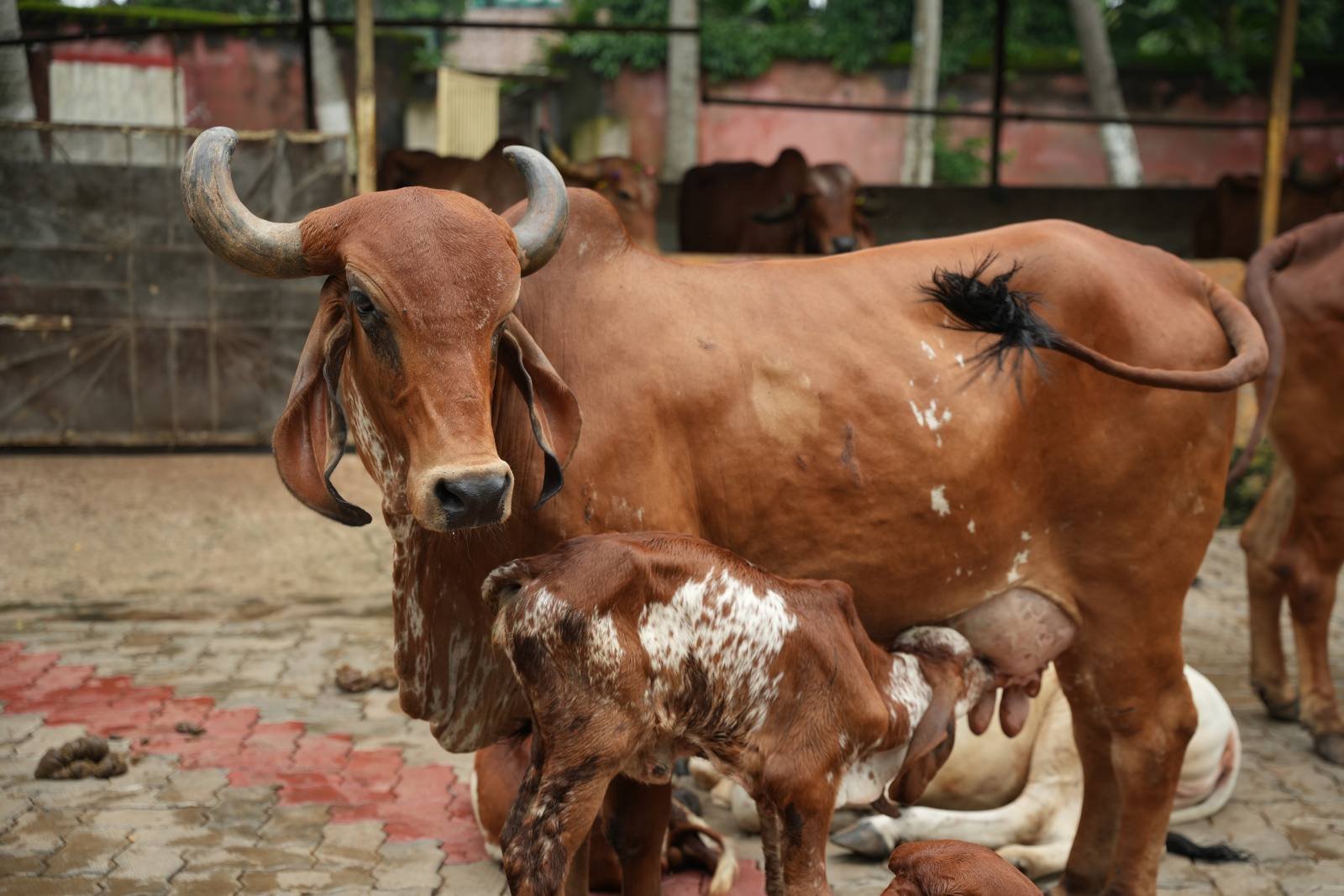 A cow with her calf feeding at the goshala