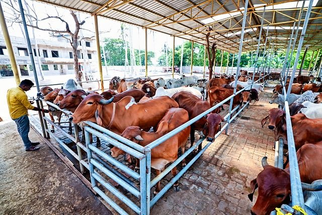 Feeding time along the trough