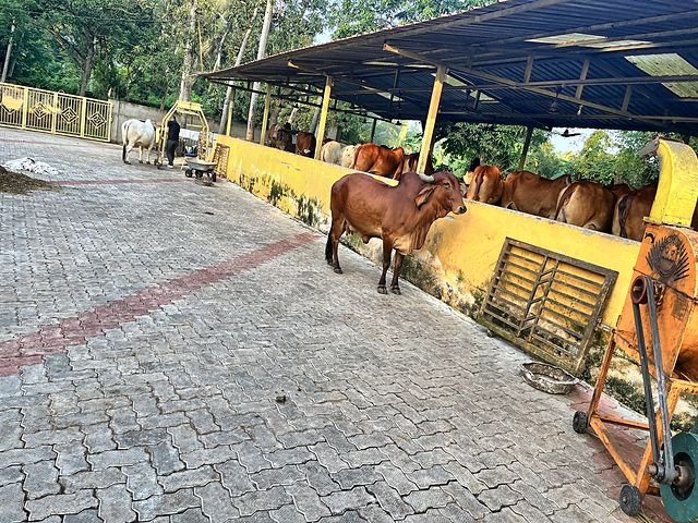 The open shed at the goshala