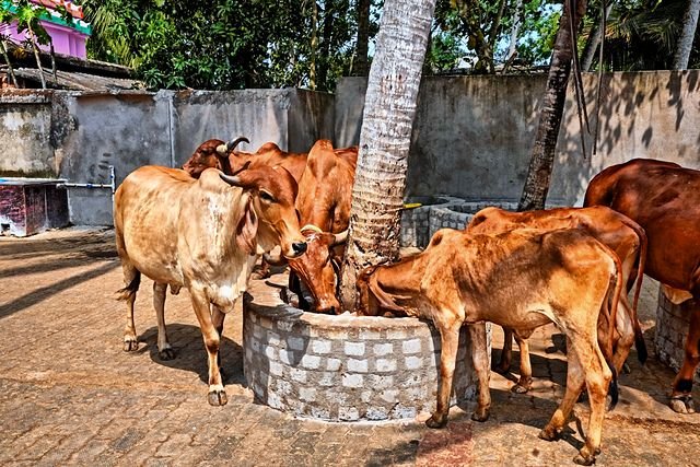 Cows at a circular feeding trough