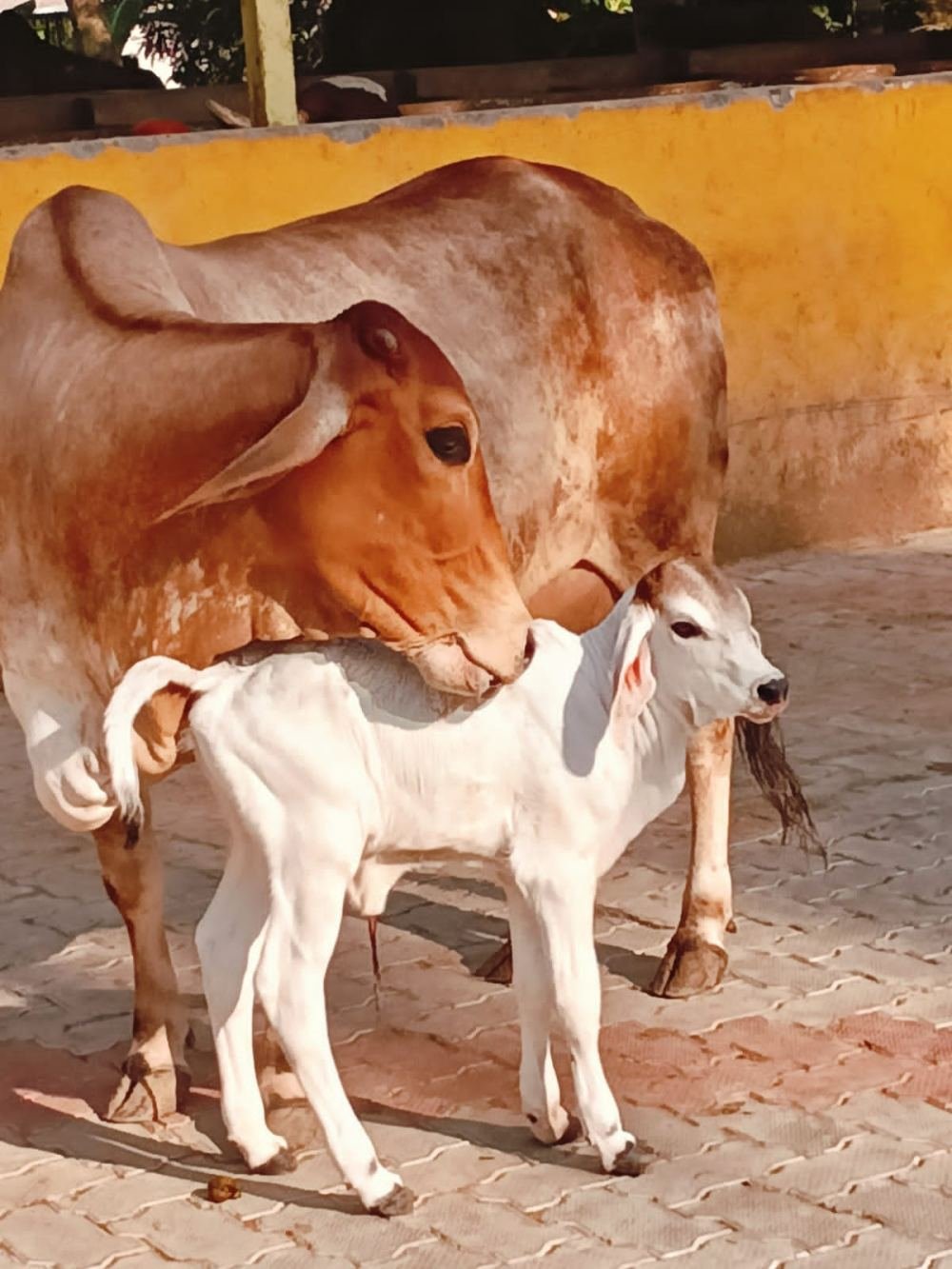 The goshala grounds at Pidhapatana